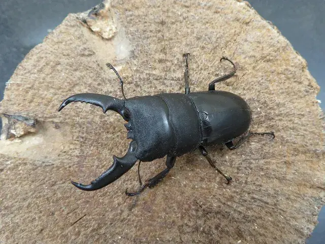 天然ヒラタクワガタ（福岡県うきは）53ミリ