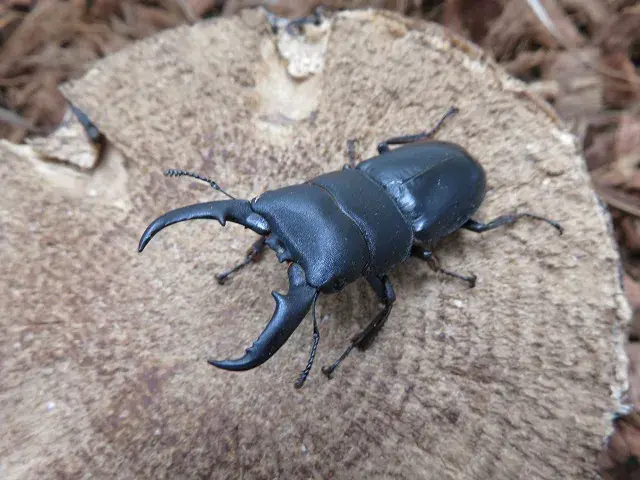 天然ヒラタクワガタ（熊本県産）50ミリ