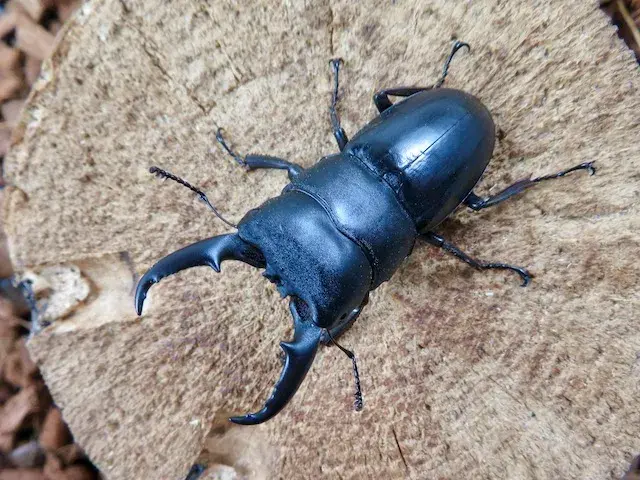 天然ヒラタクワガタ（熊本県産）53ミリ