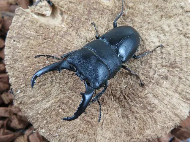 天然ヒラタクワガタ（熊本県産）55ミリ