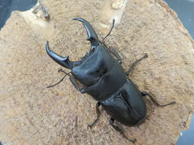天然ヒラタクワガタ（福岡県福津市）55ミリ