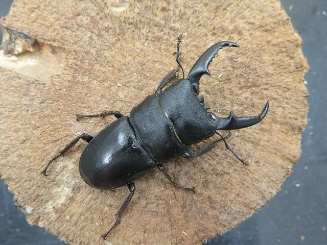 天然ヒラタクワガタ（宮崎県産）55ミリ