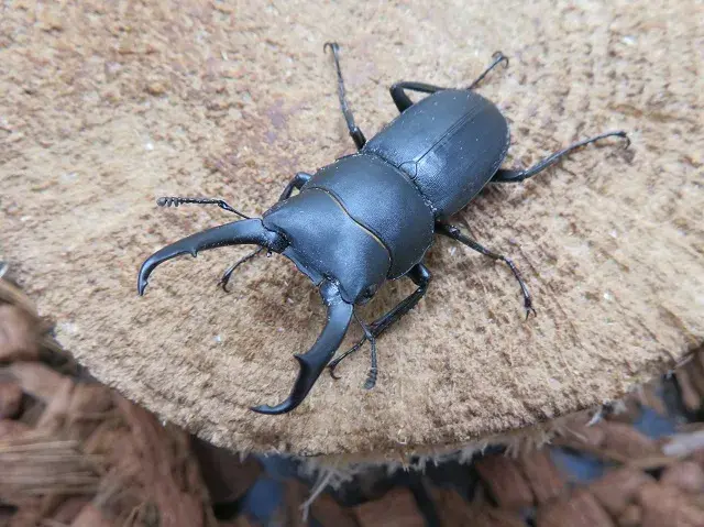 天然コクワガタ（熊本県産）45ミリ