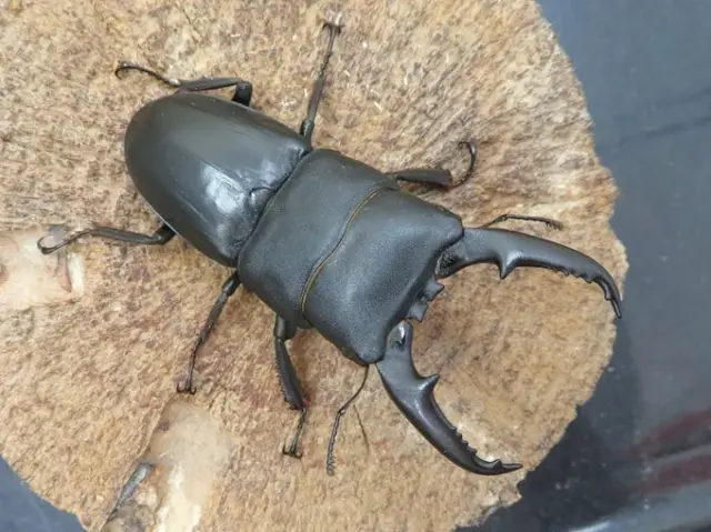 国産ヒラタクワガタ（熊本県益城町）超特大ペア（オス68mm、メス38mm