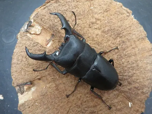 オキノエラブヒラタクワガタ63ミリ