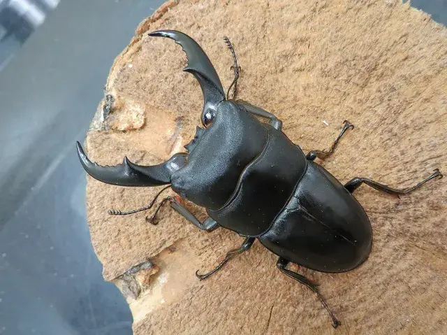 サキシマヒラタクワガタ 標本 サキシマヒラタクワガタ 標本