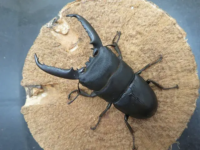 イキヒラタクワガタ68ミリ