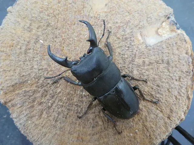 天然ヒラタクワガタ（福岡県福津市）50ミリ