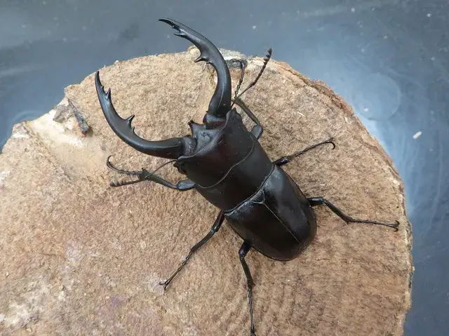 天然アマミノコギリクワガタ60ミリ