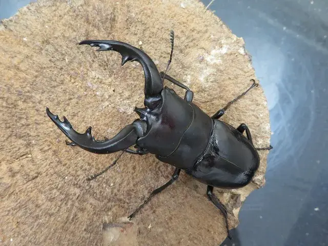 天然アマミノコギリクワガタ70ミリ