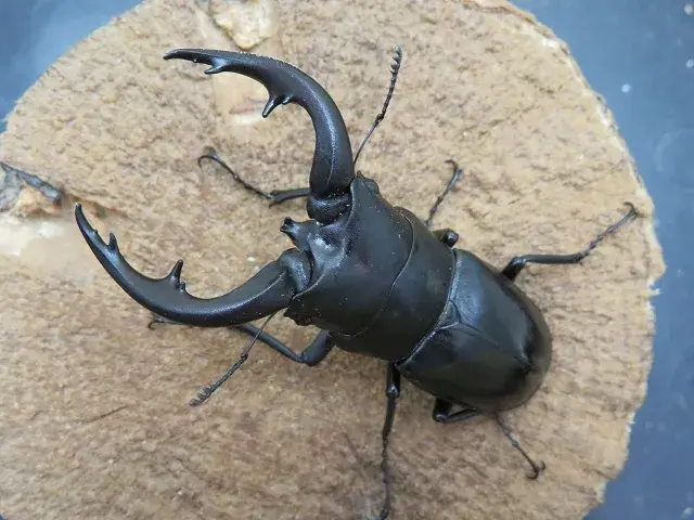 天然アマミノコギリクワガタ71ミリ
