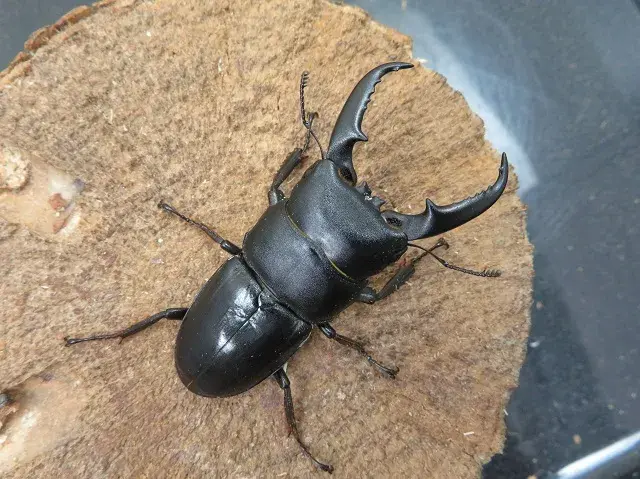 天然ヒラタクワガタ（宮崎県産）58ミリ