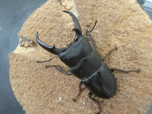 天然ヒラタクワガタ（福岡県福津市）61ミリ