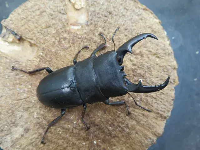 天然ヒラタクワガタ（宮崎県産）62ミリ