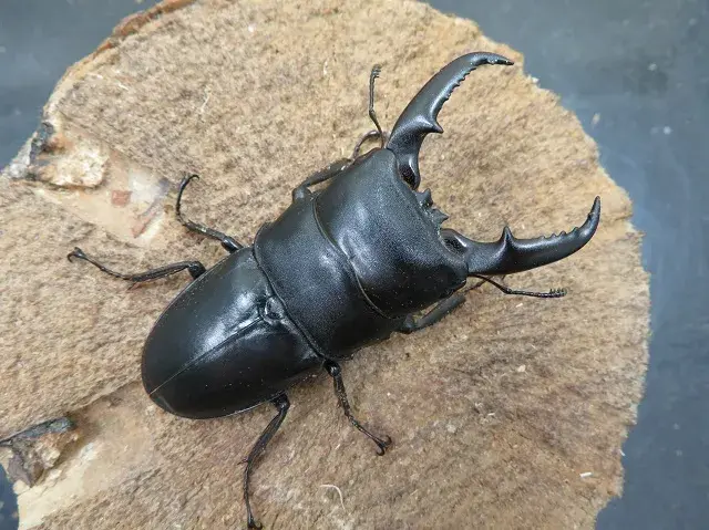 天然ヒラタクワガタ（宮崎県産）63ミリ