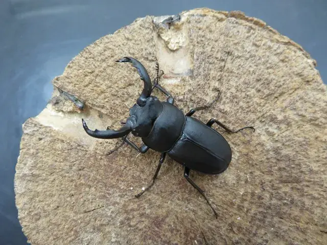 アマミシカクワガタ43ミリ