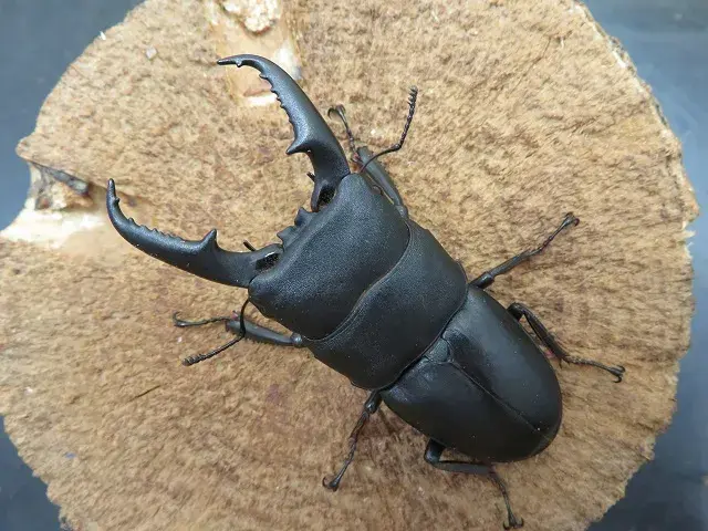 ヒラタクワガタ 国産ヒラタクワガタ（福岡県福津市産）65ミリペア販売/クワガタ工房 虫吉