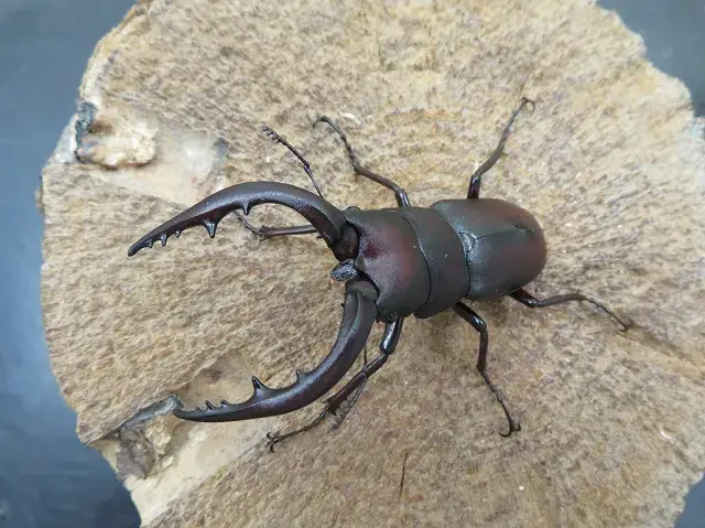 天然ノコギリクワガタ（福岡県うきは）55ミリ