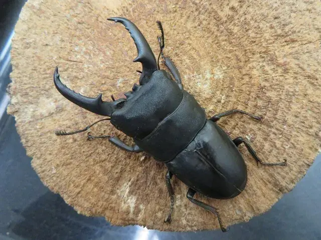 国産ヒラタクワガタ（福岡県福津）60ミリ