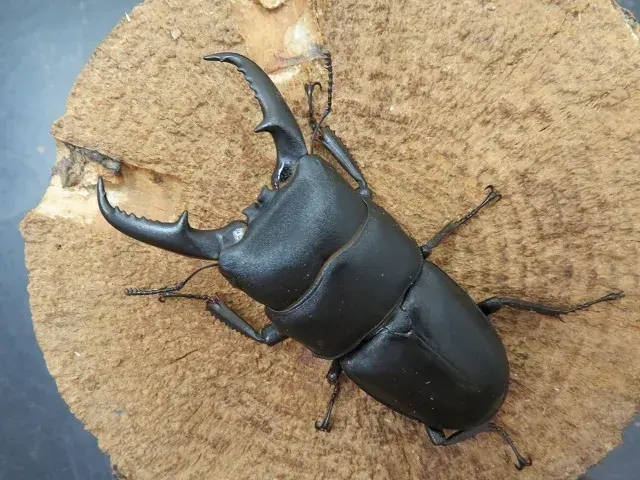 フィギア 昆虫 ヒラタクワガタ 特大 極めて精巧 美術品
