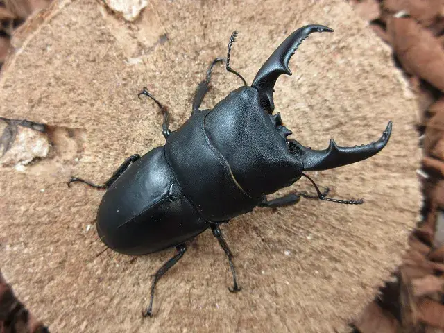 国産ヒラタクワガタ（宮崎県産）63ミリ