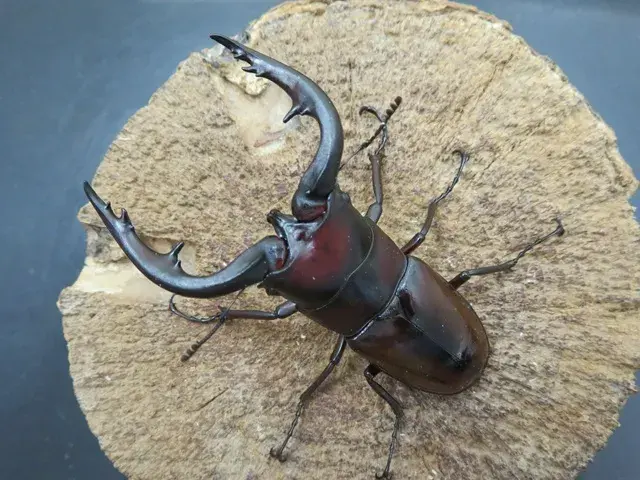 トカラノコギリクワガタ（悪石島産）62ミリペア販売/クワガタ工房 虫吉