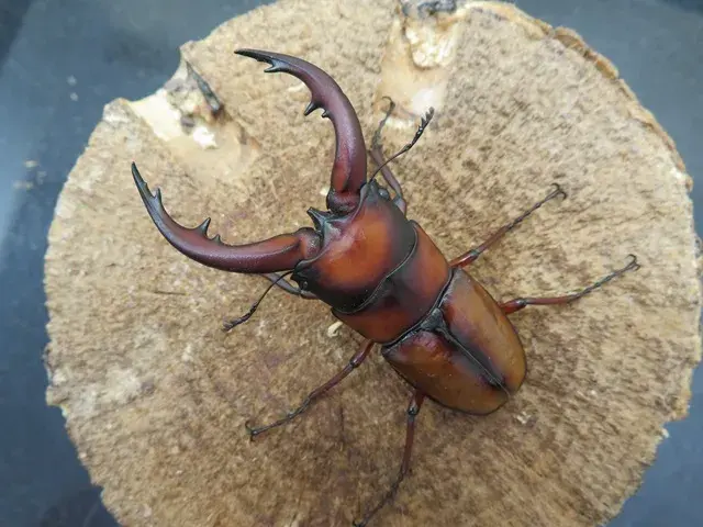 トカラノコギリクワガタ65ミリ