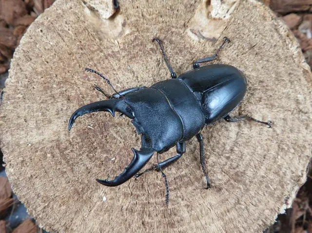 天然本土ヒラタクワガタ（熊本県産）60ミリペア販売/クワガタ工房 虫吉