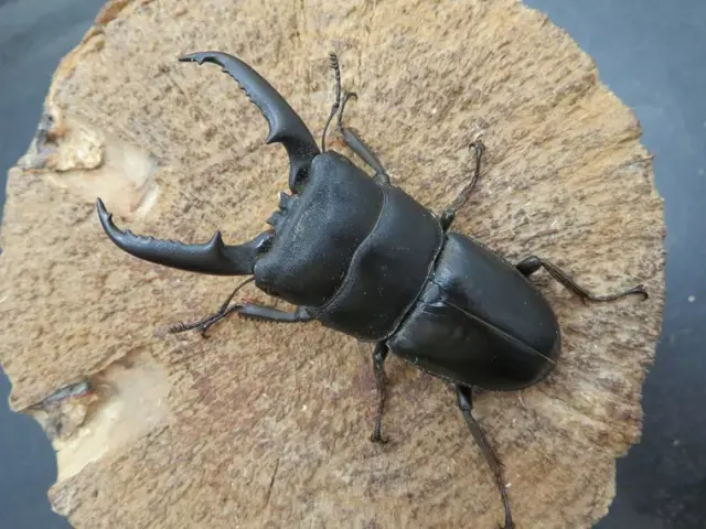 天然イキヒラタクワガタ63ミリ