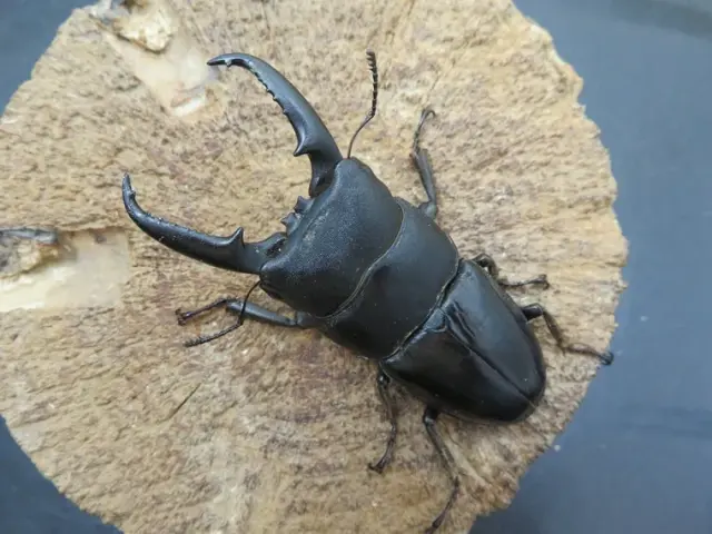 フィギア　昆虫　ヒラタクワガタ　特大　極めて精巧 立体甲虫図鑑 世界のクワガタ／世界のカブトムシ 【種類ランダム