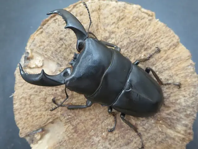 アマミヒラタクワガタ73ミリ