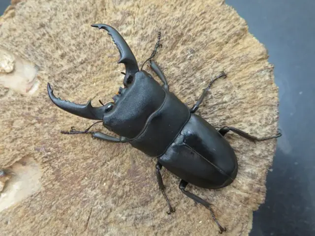 ヒラタクワガタの販売/クワガタ工房 虫吉