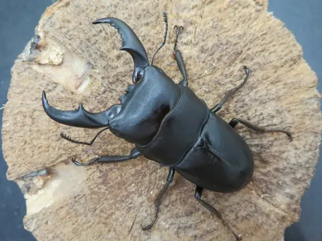 オキナワヒラタクワガタ（伊平屋島）65ミリ