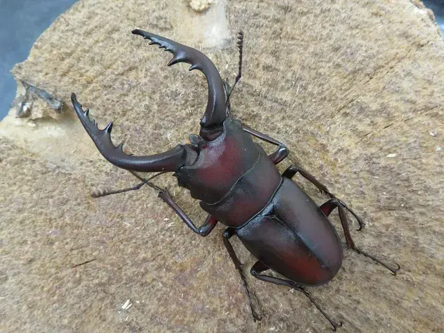 天然ノコギリクワガタ（福岡県福津市）58ミリ