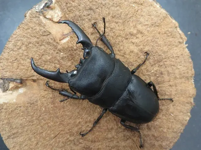 本土ヒラタクワガタ（福岡県福津市）67ミリ