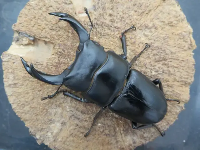 国産オオクワガタ（福岡県久留米）75ミリ