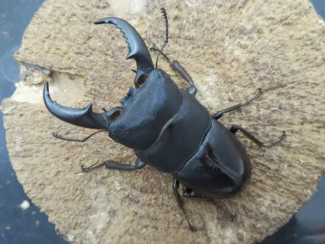 オキナワヒラタクワガタ（沖縄本島産）62ミリ販売/クワガタ工房 虫吉