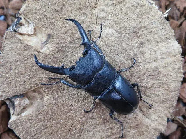 天然イキヒラタクワガタ58ミリ