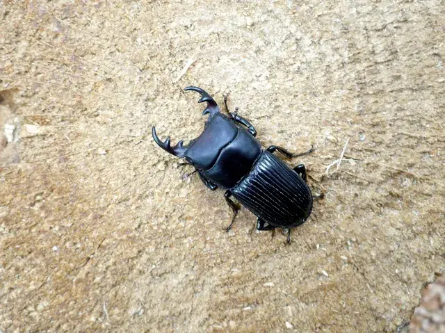 天然ネブトクワガタ（宮崎県産）27ミリ