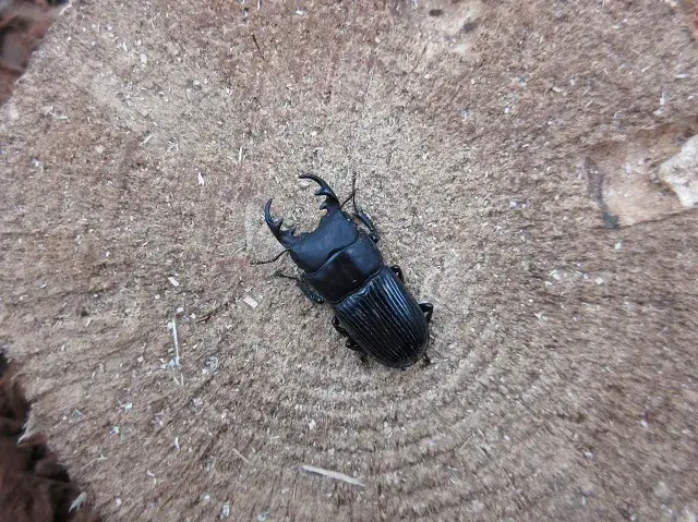 天然ネブトクワガタ（宮崎県産）28ミリ