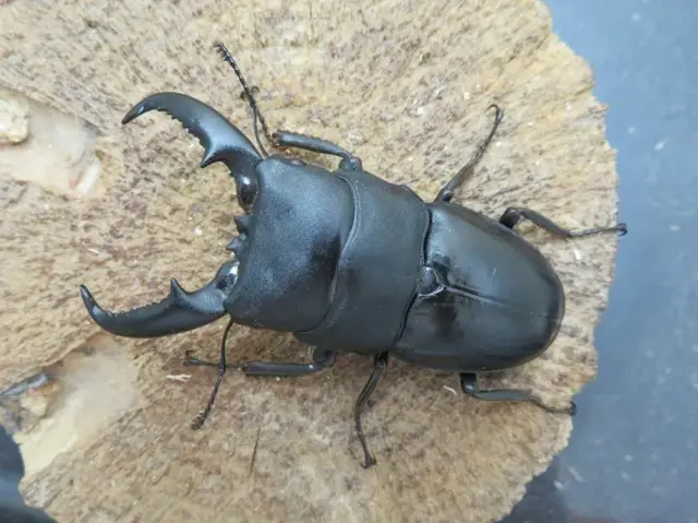 タカラヒラタクワガタ67ミリ