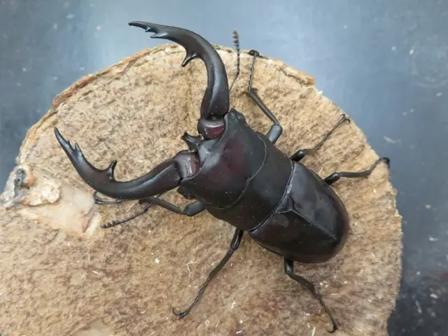 天然アマミノコギリクワガタ74ミリ