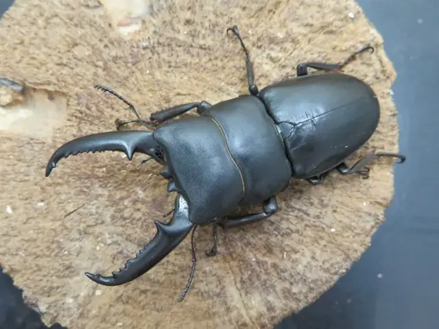 ゴトウヒラタクワガタ（小値賀島）73ミリ