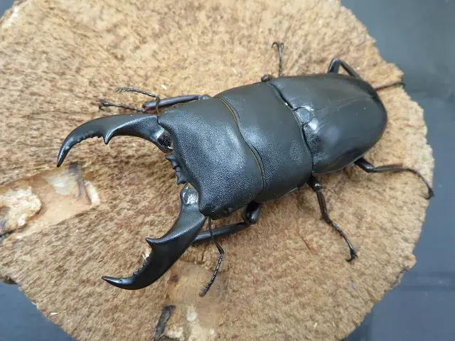 サキシマヒラタクワガタ（石垣島産）73ミリペア販売/クワガタ工房 虫吉