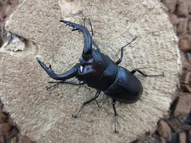 対馬産ノコギリクワガタ62ミリ