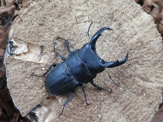 天然スジブトヒラタクワガタ（徳之島）53ミリ