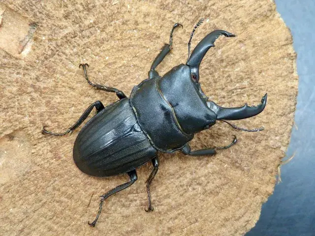 天然スジブトヒラタクワガタ（徳之島）55ミリ