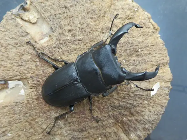 天然スジブトヒラタクワガタ（徳之島）59ミリ