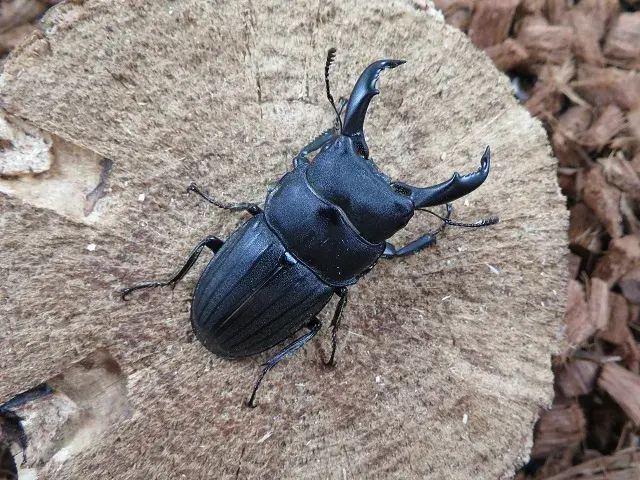 天然スジブトヒラタクワガタ（徳之島）50ミリ