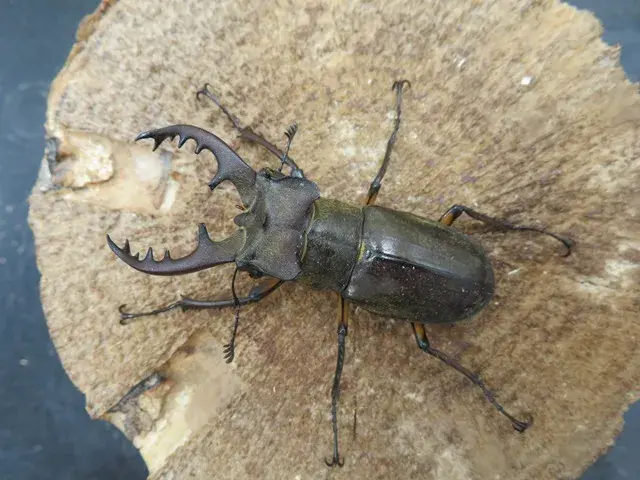 ヘルマンミヤマ ヘルマンミヤマクワガタ♂Lucanus hermani/江西省.九江